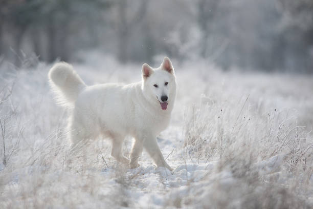 istock White swiss shepherd dog portrait 1360380036