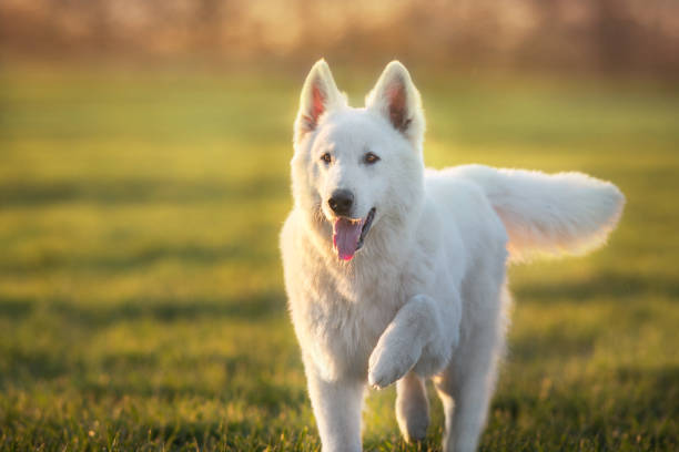 istock White Swiss Shepherd Dog 1360380057