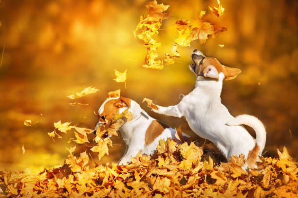 istock Jack russel dog play outdoor 1360380064