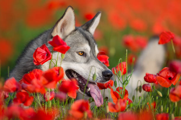istock Husky in poppy field 1360380066