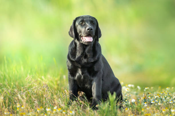 istock Black labrador retriever puppy 1360380083
