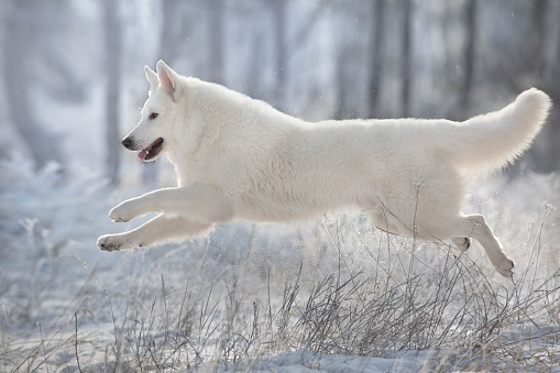 White Swiss shepherd dog runs in winter snow forest