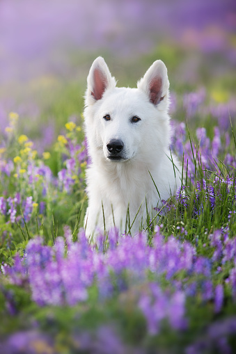 White Swiss Shepherd Dog on  violet flowers