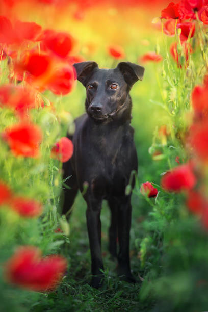 Black dog portrait close up in poppy field