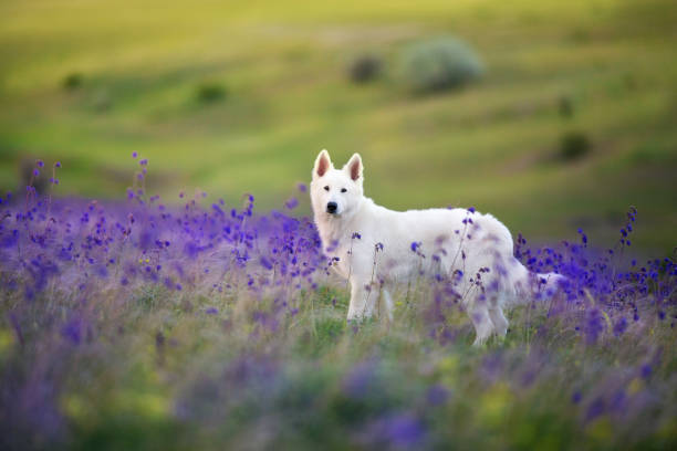 istock White  Shepherd Dog on spring flowers 1360380261