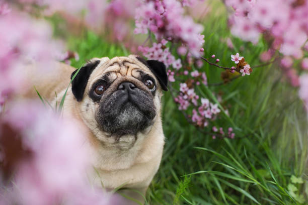 istock Pug close up portrait in spring blossom brunch 1360380270