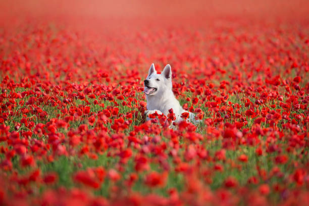 istock White  Dog on  flowers poppy 1360380279