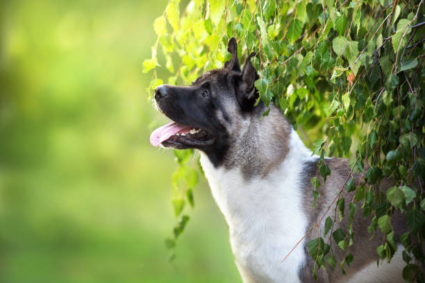 American akita portrait American akita  close up portrait in  green park japanese akita stock pictures, royalty-free photos & images