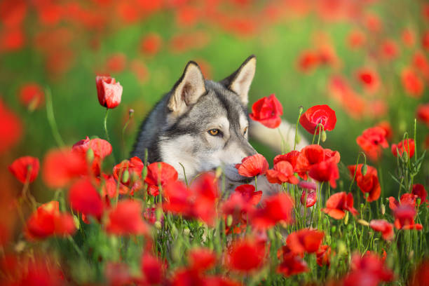 istock Husky in poppy field 1360380338