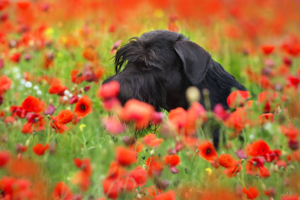 ケシの花の犬の肖像画 - giant schnauzer ストックフォトと画像