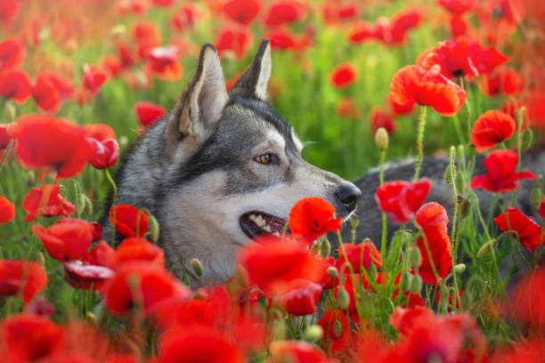 istock Husky portrait in poppy 1360380354