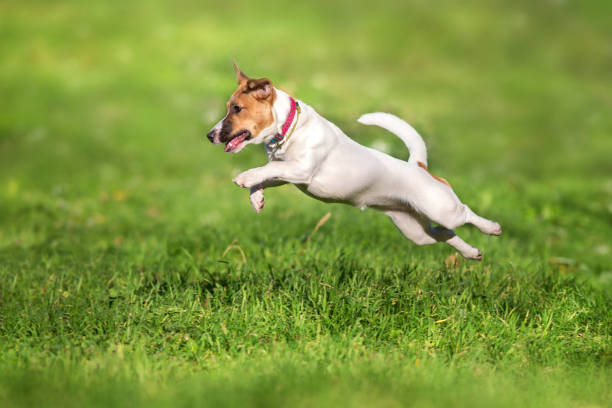 istock Jack russel terrier run on green spring field 1360380361