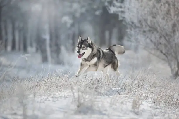 Photo of Husky in snow