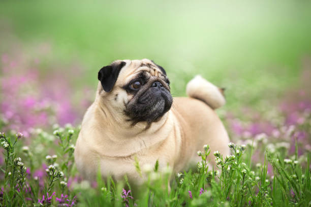 istock Dog in meadow 1360380640