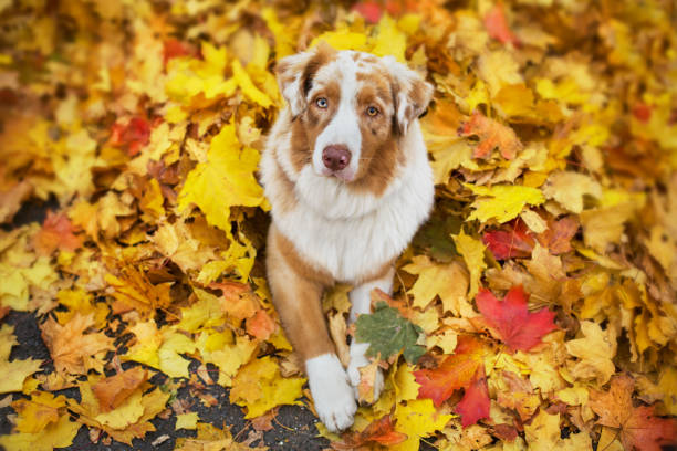 Australian Shepherd lies in fallen bright maple leaves