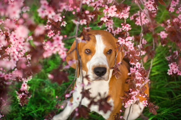 istock Beagle dog portrait in  spring blossom tree 1360380651