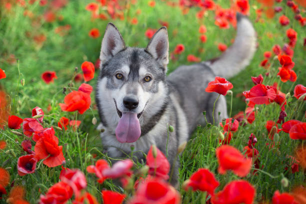 istock Husky in poppy field 1360380664