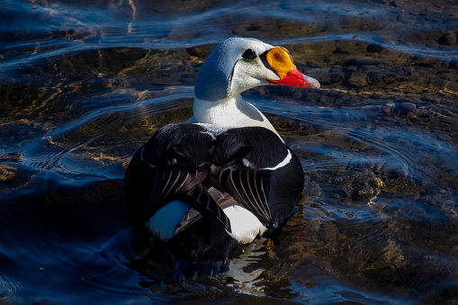 King eider swimming in shallow water