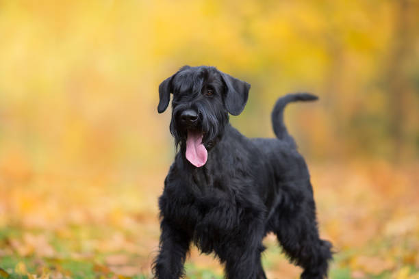 schnauzer géant dans le paysage d’automne - giant schnauzer photos et images de collection