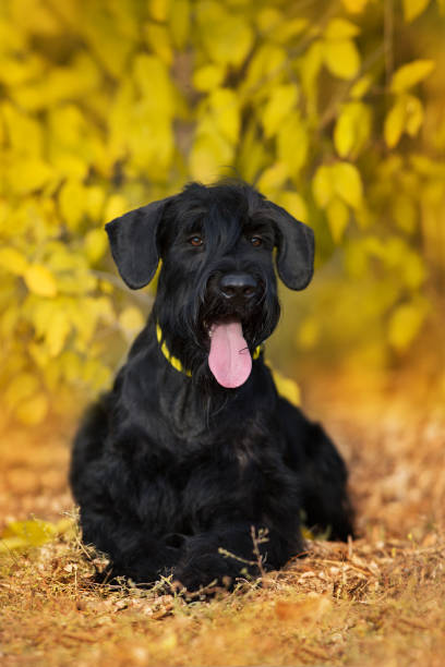 istock Giant Schnauzer in fall landscape 1360380679