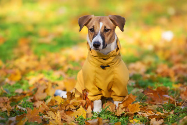istock Jack russel terrier dressed outdoor 1360380727