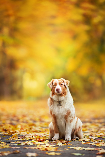 Cute young labrador retriever dog in park on autumn