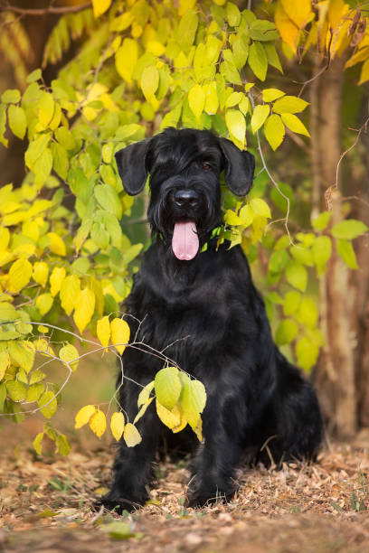 Giant Schnauzer in fall landscape