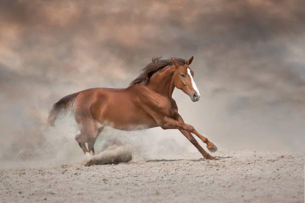 istock Red horse free run 1360381320