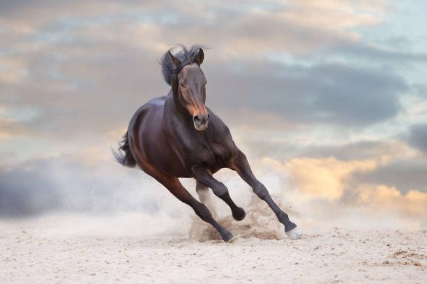 istock Wild horse run gallopin desert 1360381334