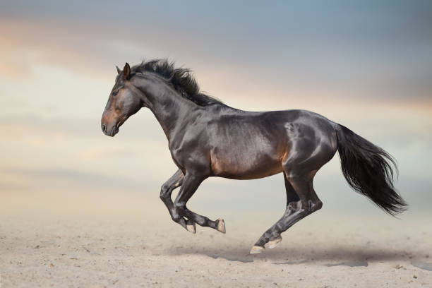 istock Wild horse run gallopin desert 1360381346