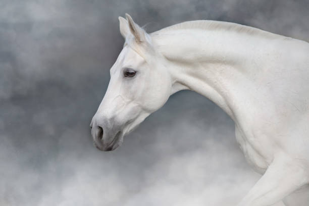 istock Horse portrait close up 1360381347
