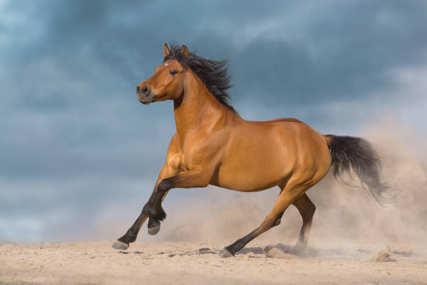 istock Bay horse with long mane run gallop 1360381348