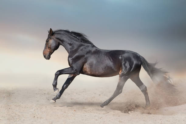 istock Wild horse run gallopin desert 1360381357