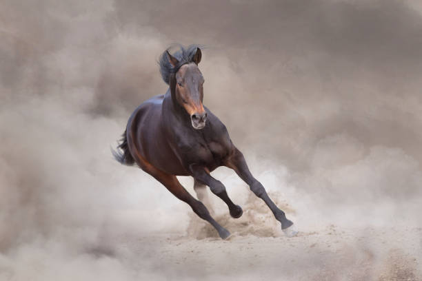 istock Wild horse run gallopin desert 1360381361