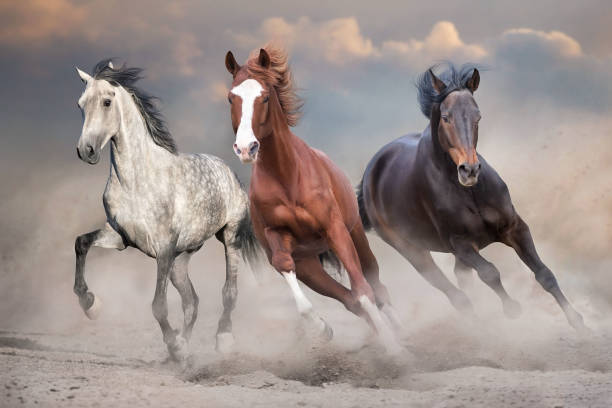 istock Horse herd run in dust 1360381366