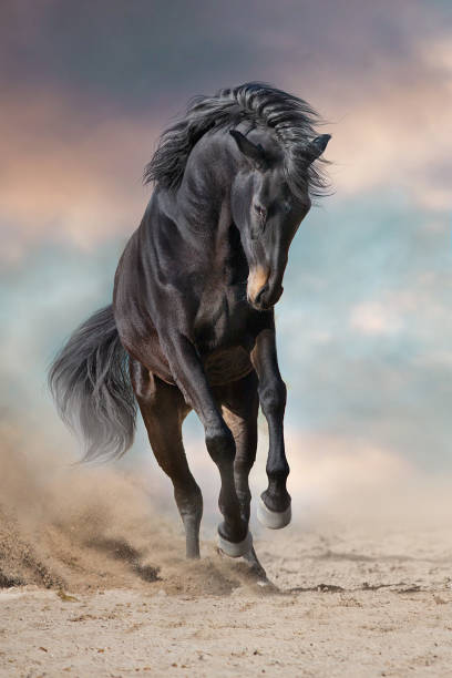 istock Wild horse run gallopin desert 1360381372