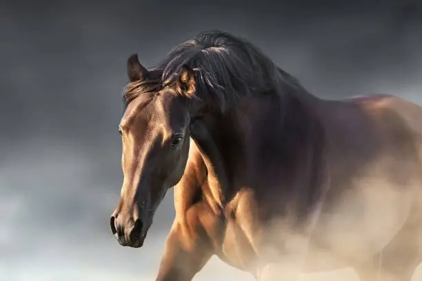 Black horse  close up portrait in motion
