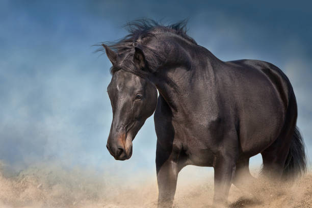 istock Wild horse run gallopin desert 1360381403