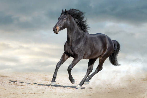 istock Horse free run gallop in desert 1360381406