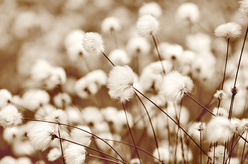 Blooming cotton grass. Toning in sepia.
