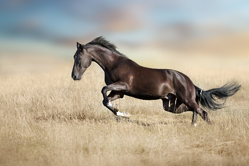 Black stallion run fun in autumn field