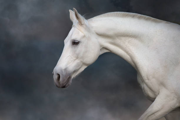 istock Horse portrait close up 1360381781