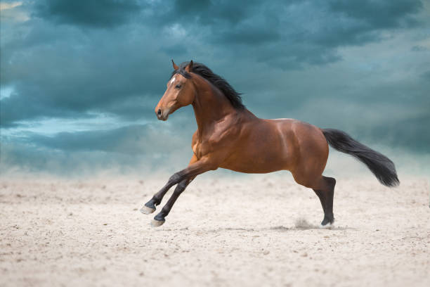 istock Bay horse in motion 1360381782