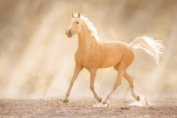 istock Palomino horse trotting in sunlight 1360381787
