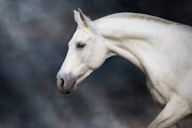 istock Horse portrait close up 1360381788