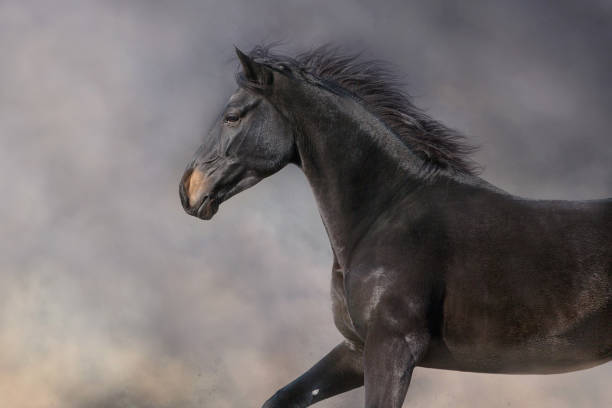 istock Wild horse run gallopin desert 1360381804