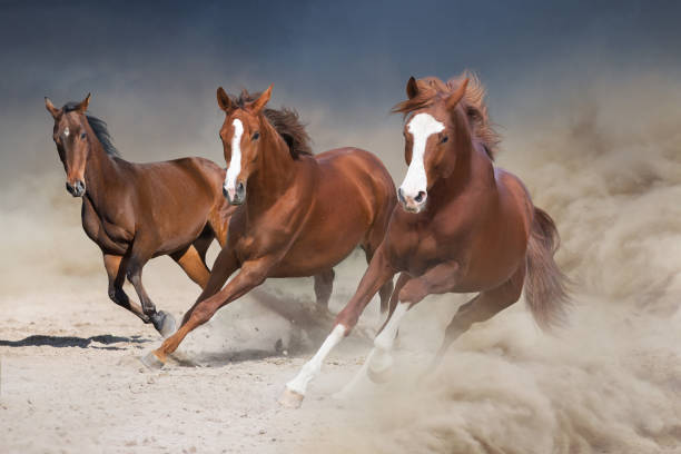istock Horse herd run in dust 1360381818