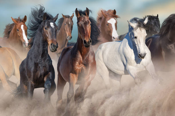 istock Horse herd run in dust 1360381820