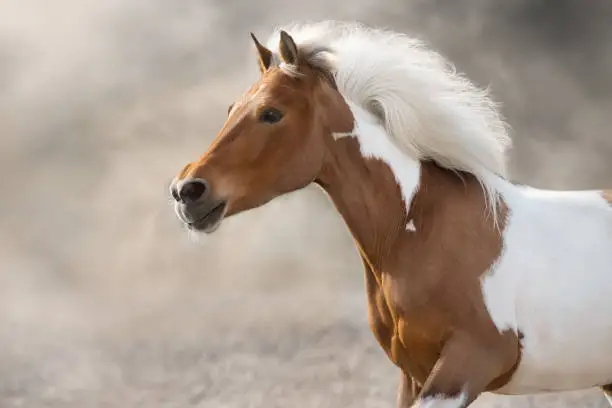 Pinto horse with long mane run gallop close up portrait