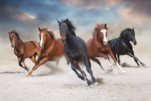 Horse herd run in dust Horses free run on desert storm against sunset sky gallop animal gait stock pictures, royalty-free photos & images